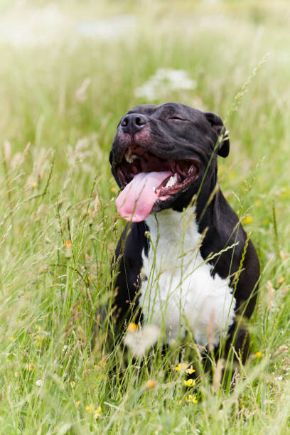 istock American pit bull terrier portrait in the green. 1250269417