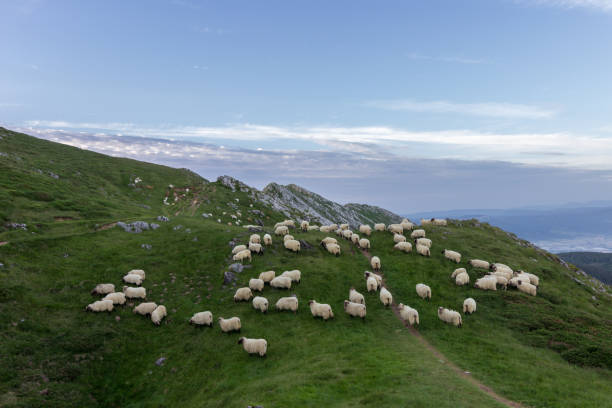Sheep in Aizkorri mountain in the Basque Country (Spain) stock photo
