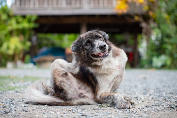 il cane pruriginoso cerca di grattarsi la pelle. concetto per il problema di salute della pelle degli animali domestici. - cute animal purebred dog brown foto e immagini stock