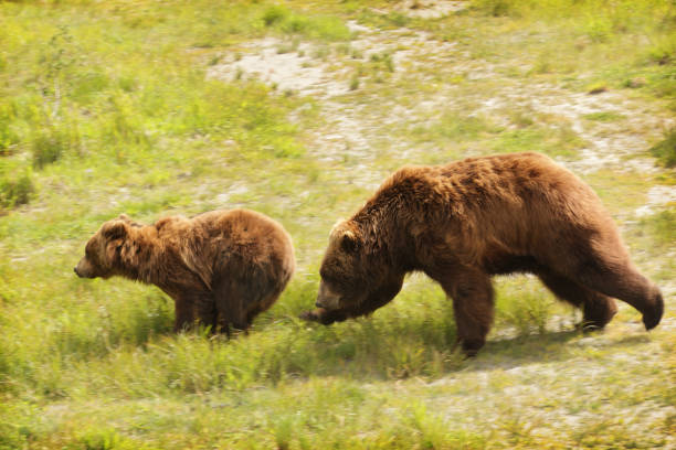 istock Alaskan Kodiak Brown Bear Chasing Young Animal 1250270539