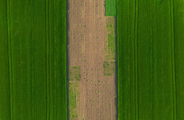 istock Bird's eye view of agriculture fields 1250270551