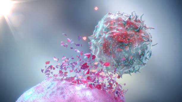 natürliche killerzelle (nk-zelle) zerstört eine krebszelle - krebs tumor stock-fotos und bilder