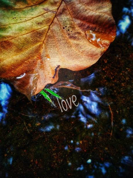 The love between the two ants