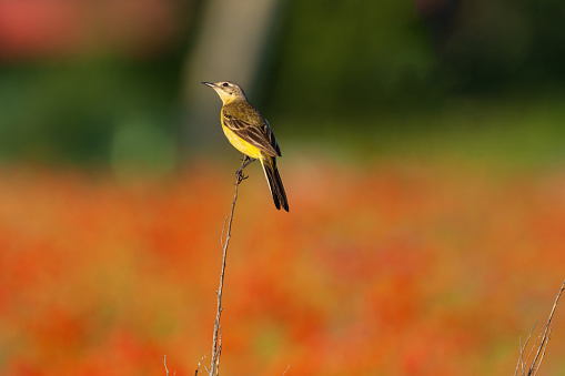 Western yellow wagtail on poppy field background