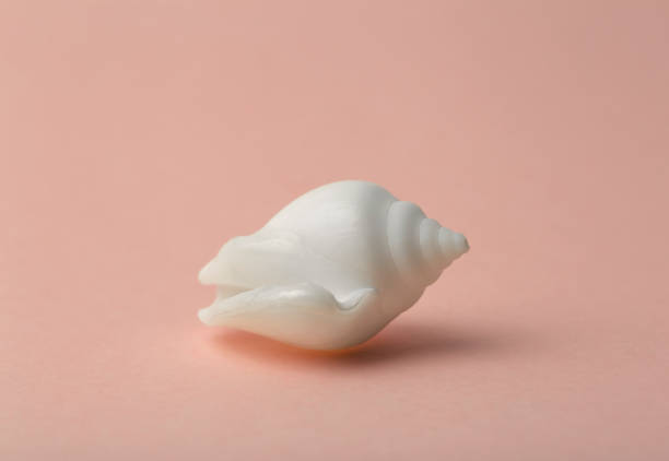 istock Background  pink color with seashells. Sea and ocean background with white shell. Copy space 1250271198