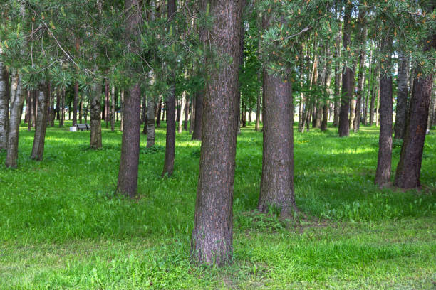 istock Trunks of pine trees in a green summer park 1250271445