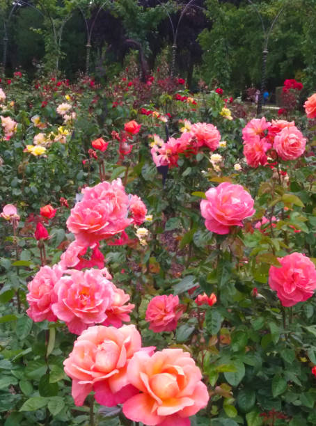 istock Roses in a public park 1250271631