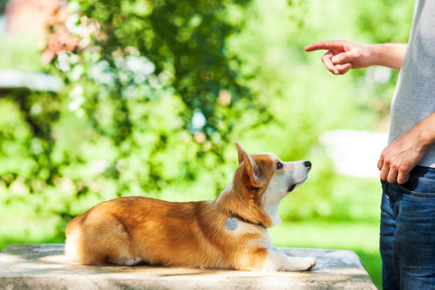 istock Corgi dog training with owner. 1250275854