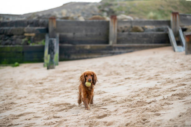 istock I've Brought You a Ball 1250276393