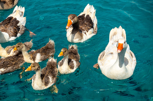Feeding Duck family from a yacht on the sea