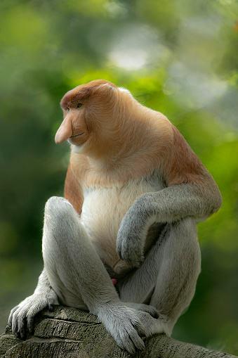 Male Proboscis Monkey (Nasalis larvatus) with pot bellies and long noses are endemic to Borneo island
