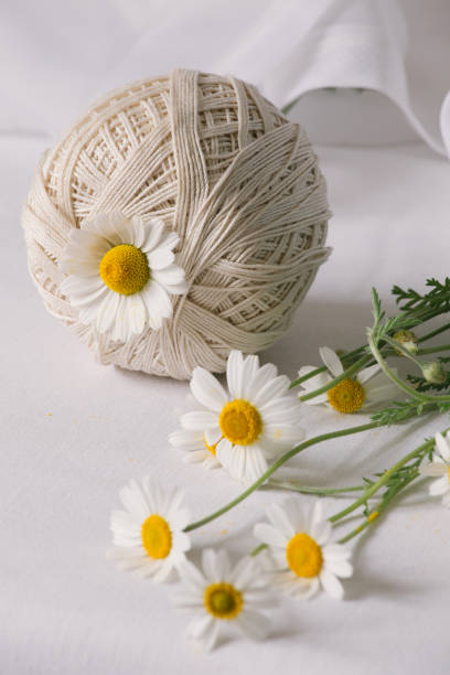 istock Still life composition of white threads bobbin and white camomiles. 1250281256