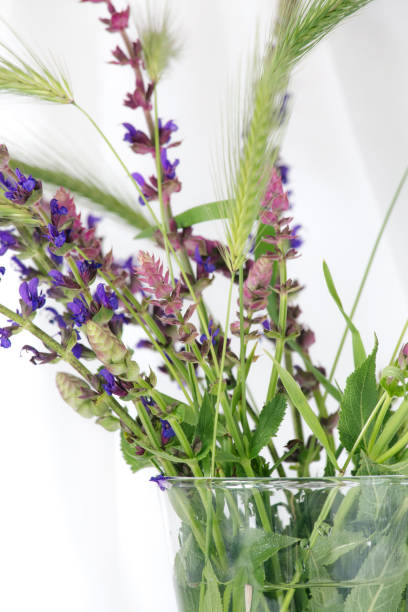 istock Beautiful salvia wild flowers macro studio photo. 1250281345