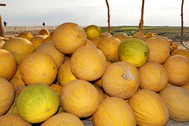 istock Sugar melons in Uzbekistan 1250281530