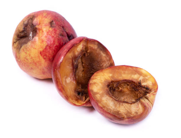 istock Group of rotten nectarines 1250284629