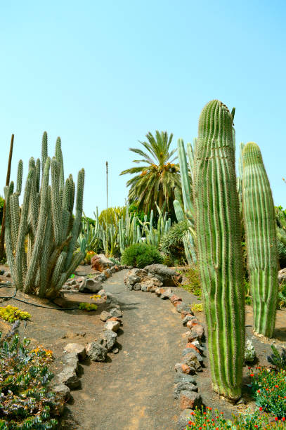 Cactus garden in La Oliva