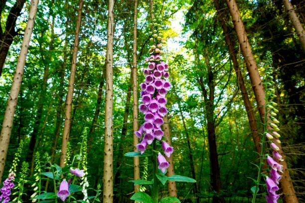 Wild foxgloves plants in the forest blooming in springtime.