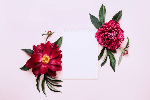 istock Beautiful peonies and notebook. White Floral background, copy space 1250287027