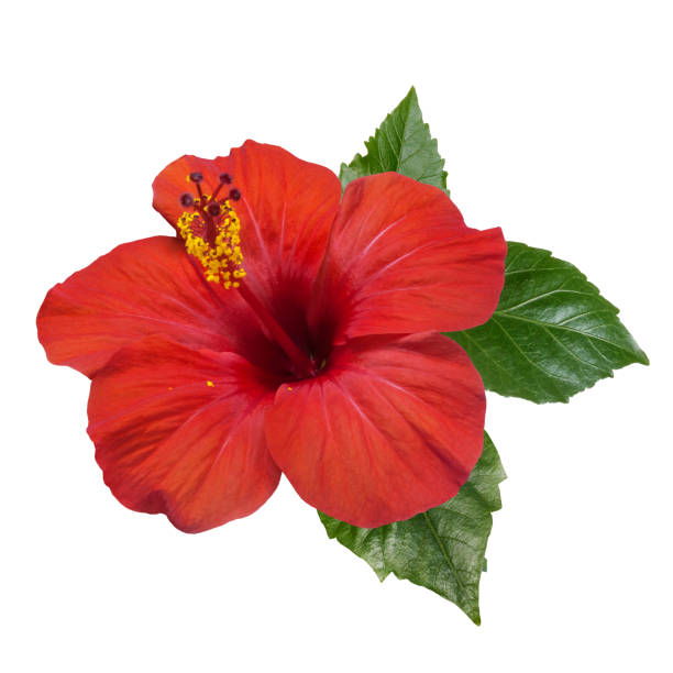 istock red hibiscus flowers leaves and buds isolated 1250288923