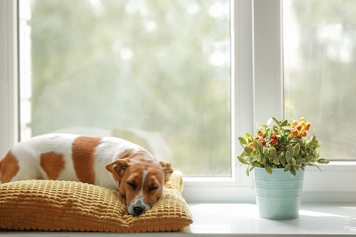 Cute dog is sleeping on the window and waiting for the owner.