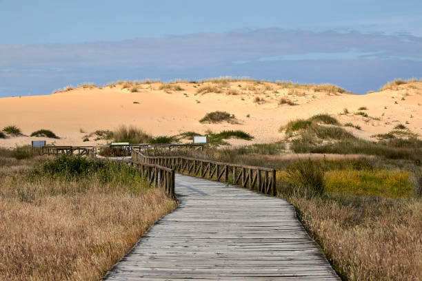 istock Beach with large dunes in an environmental protected area 1250291966