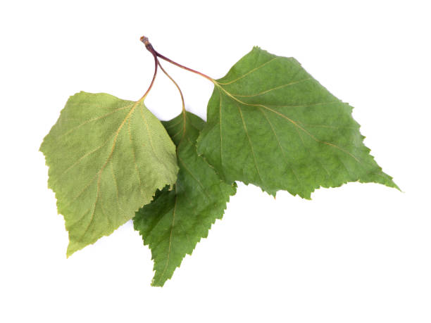 istock Pile of dried birch leaves 1250292166