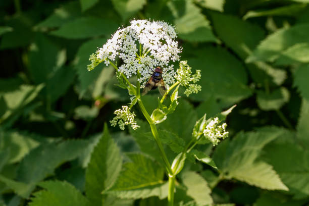 istock An insect with beautiful wings sits on a flower. 1250292817