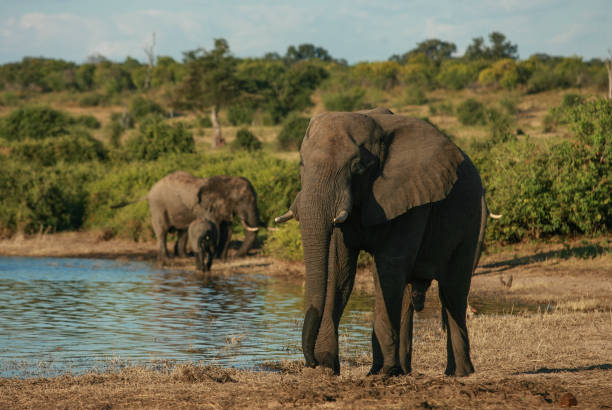 istock A herd of elephants walking around a lake 1250292968