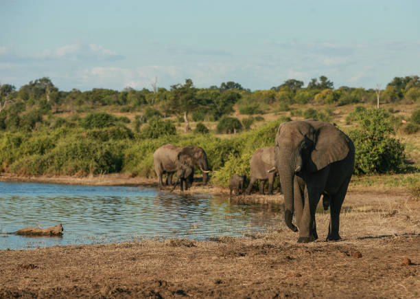 istock A herd of elephants walking around a lake 1250292999