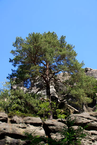 istock Tree in the Zittauer Mountains, which grows on a rock 1250293029