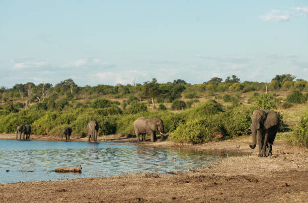 istock A herd of elephants walking around a lake 1250293031