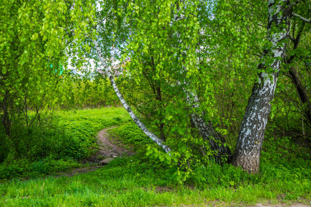 Hiking trail and birch trees in spring forest. Udmurtia; Russia
