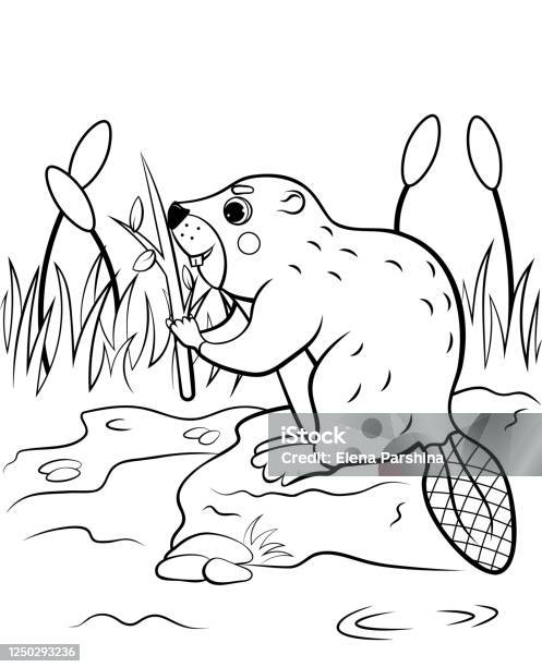 Coloring Page Outline Of Cute Cartoon Beaver With A Branch In The Reeds  Vector Image With