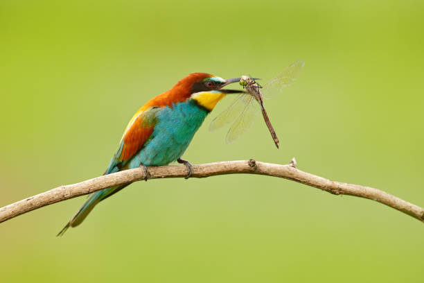 mangeur d’abeilles européens, merops apiaster, bel oiseau assis sur la branche avec la libellule dans le projet de loi, scène d’action dans l’habitat de la nature, bulgarie. animal avec la capture. - bee eater colorful bird beautiful bird animal photos et images de collection