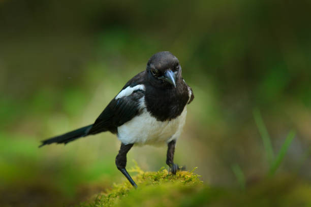 urraca europea o urraca común, pica pica, ave blanca y negra con cola larga, en el hábitat de la naturaleza, fondo claro, alemania. escena de vida silvestre de la naturaleza, bosque verde oscuro. - beak biology bird multi colored fotografías e imágenes de stock