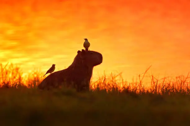 Photo of Capybara in the lake water with bird. The biggest mouse around the world, Capybara, Hydrochoerus hydrochaeris, with evening light during orange sunset, Pantanal, Brazil.