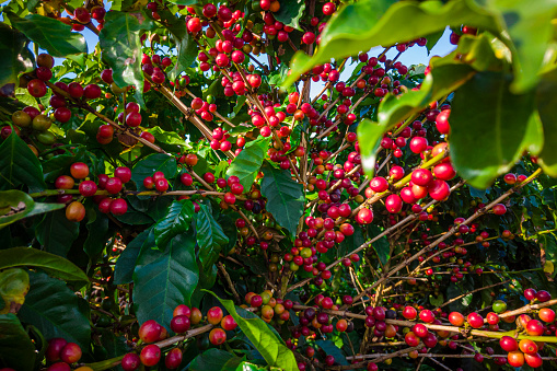 Primer plano de fruta de café en finca de café y plantaciones en Brasil photo