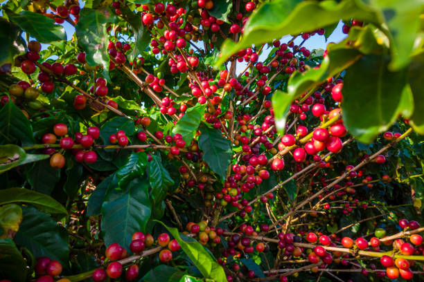 Closeup of coffee fruit in coffee farm and plantations in Brazil Closeup of coffee fruit in coffee farm and plantations in Brazil. coffee crop photos stock pictures, royalty-free photos & images