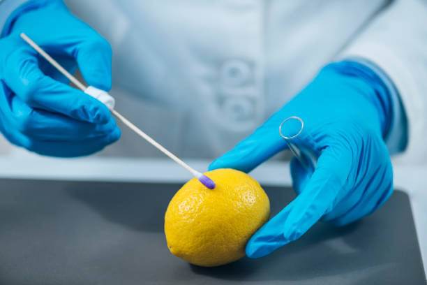 especialista em controle de qualidade de alimentos examinando frutas de limão em laboratório - transgenic cotton - fotografias e filmes do acervo