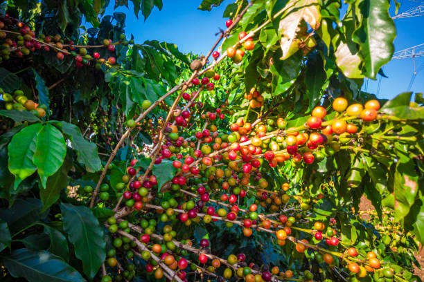istock Closeup of coffee fruit in coffee farm and plantations in Brazil 1250294708