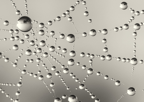 Dewy spiderweb with a circular pattern with a grey bokey background