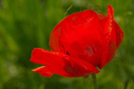 Bossom orange flower of oriental poppy on a green background macro photography on a summer day. Large papaver orientale with red petals close-up photo in summertime.