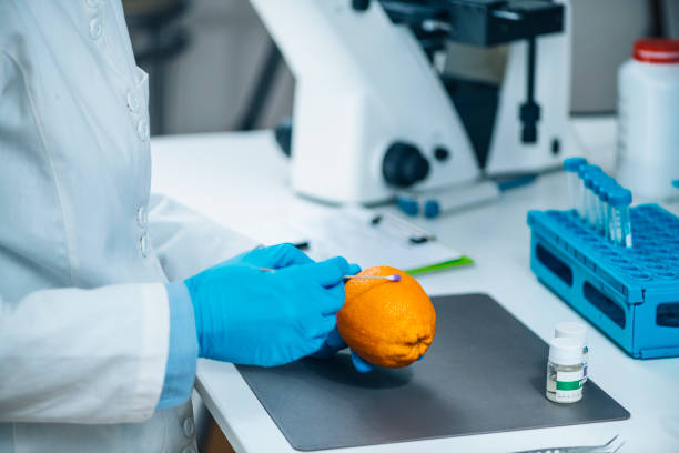 técnico de laboratório de segurança alimentar examinando frutas cítricas laranjas para presença de pesticidas - transgenic cotton - fotografias e filmes do acervo