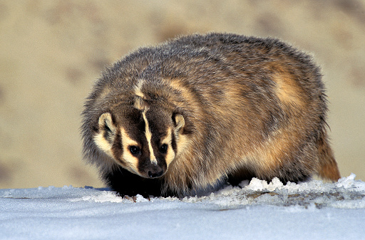 AMERICAN BADGER taxidea taxus, ADULT STANDING ON SNOW, CANADA