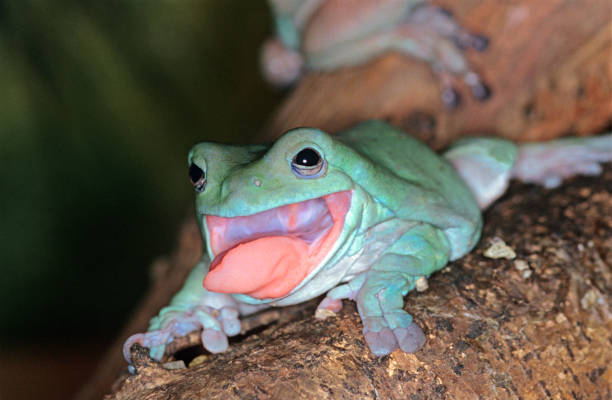 white's tree frog litoria caerulea, adult sticking tongue out, australien - whites tree frog stock-fotos und bilder