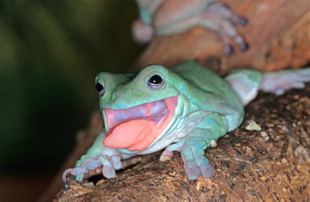화이트의 나무 개구리 리토리아 카룰라, 어른 고집 혀 아웃, 호주 - whites tree frog 뉴스 사진 이미지