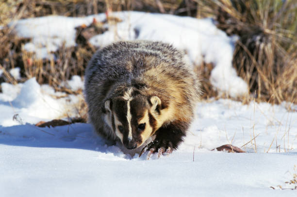 american badger taxidea taxideus, adulto em neve procurando comida, canadá - texugo americano - fotografias e filmes do acervo