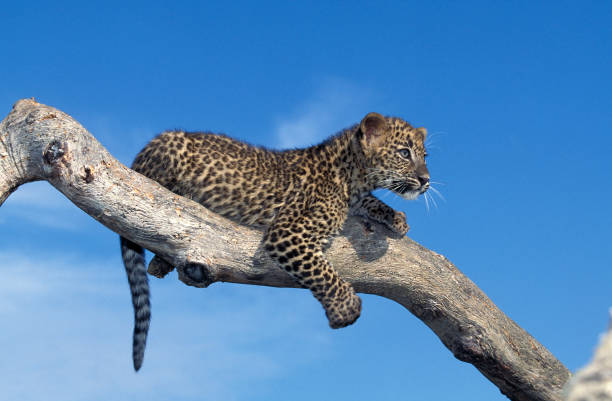 istock LEOPARD panthera pardus, CUB STANDING ON BRANCH, LOOKING AROUND 1250295007