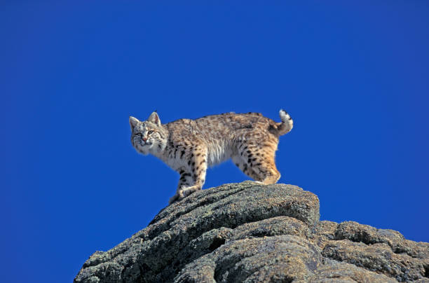 istock BOBCAT lynx rufus, ADULT STANDING ON ROCK, CANADA 1250295013