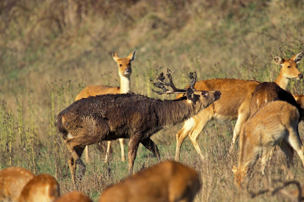 istock RED DEER cervus elaphus, MALE BELLING DURING THE RUT 1250295027